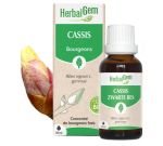 Cassis (Ribes nigrum) bourgeon
